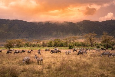 Ngorongoro peyzaj krater - zebra ve otlak üzerinde otlatma antiloplar (sunucu olarak da bilinir) sürüsü - vahşi hayvanlar günbatımında - Ngorongoro koruma alanı, Tanzanya, Afrika