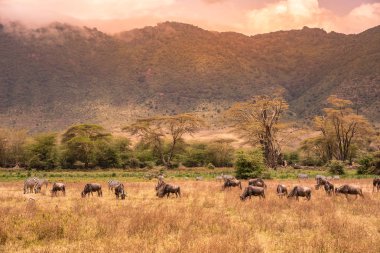 Ngorongoro peyzaj krater - zebra ve otlak üzerinde otlatma antiloplar (sunucu olarak da bilinir) sürüsü - vahşi hayvanlar günbatımında - Ngorongoro koruma alanı, Tanzanya, Afrika