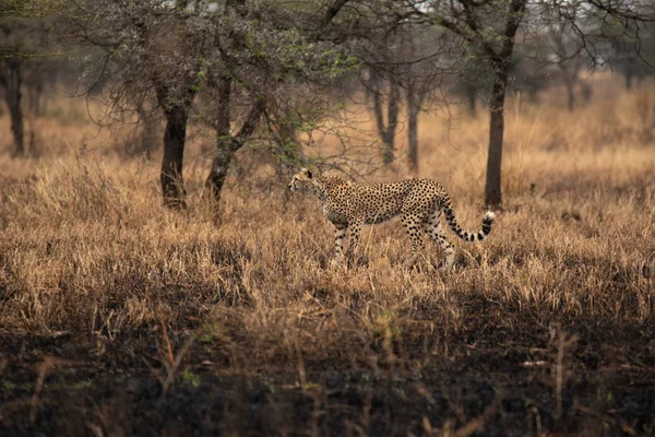 Afrikai Szavanna Gepárd Szafari Savannah Serengeti Nemzeti Park Tanzánia Közel — Stock Fotó