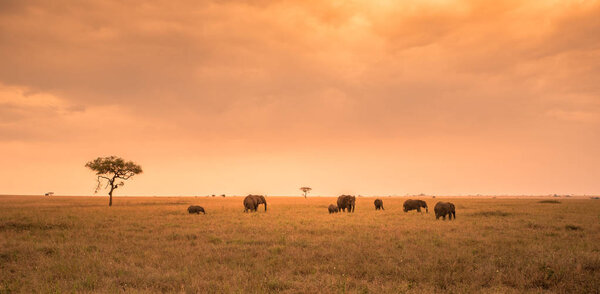 African Elephant Herd in the savannah of Serengeti at sunset. Acacia trees on the plains in Serengeti National Park, Tanzania.  Wildlife Safari trip in  Africa.