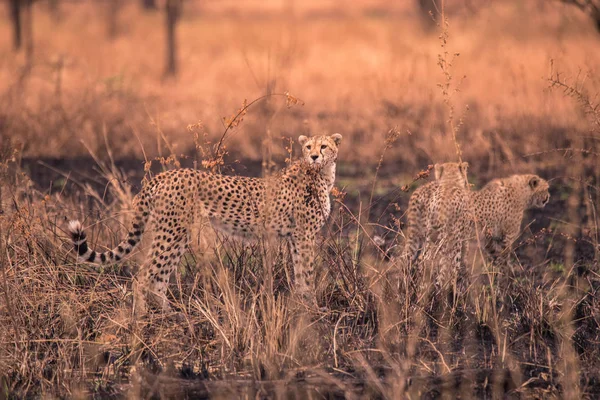 Gepárdok Afrikai Szavanna Szafari Savannah Serengeti Nemzeti Park Tanzánia Közel — Stock Fotó