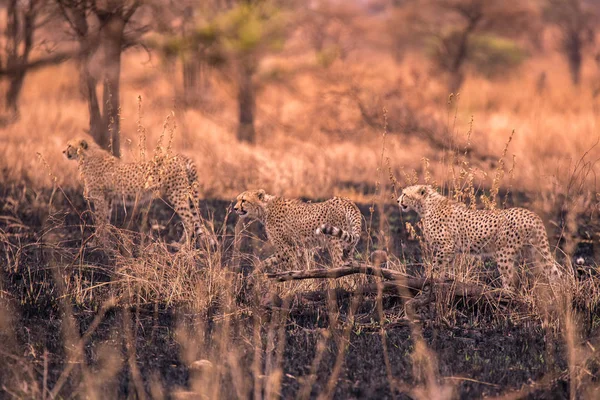 Cheetahs African Savanna Safari Savannah Serengeti National Park Tanzania Close — Stock Photo, Image