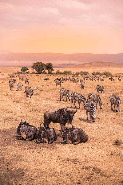 Krajobraz Ngorongoro Krater Stado Zebra Gnu Znany Również Jako Gnus — Zdjęcie stockowe