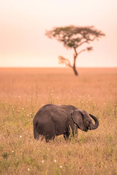 Ung Afrikansk Baby Elefant Savannen Serengeti Solnedgången Acacia Träd Slätterna — Stockfoto