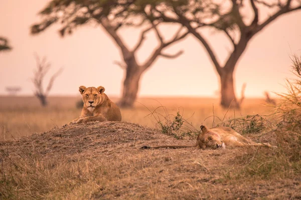 Kvinnliga Afrikanska Lejon Panthera Leo Toppen Kulle Tanzanias Savann Solnedgången — Stockfoto