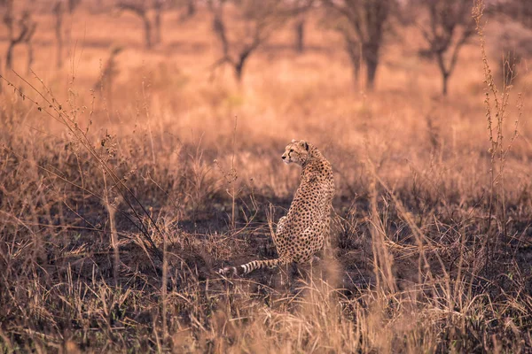 Afrikai Szavanna Gepárd Szafari Savannah Serengeti Nemzeti Park Tanzánia Közel — Stock Fotó