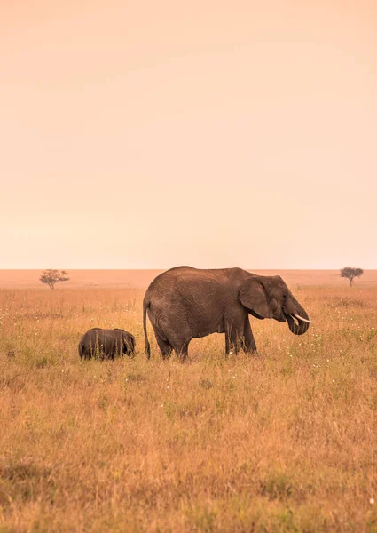 Afrikanischer Elefant Mit Seinem Kleinen Elefantenbaby Der Savanne Der Serengeti — Stockfoto
