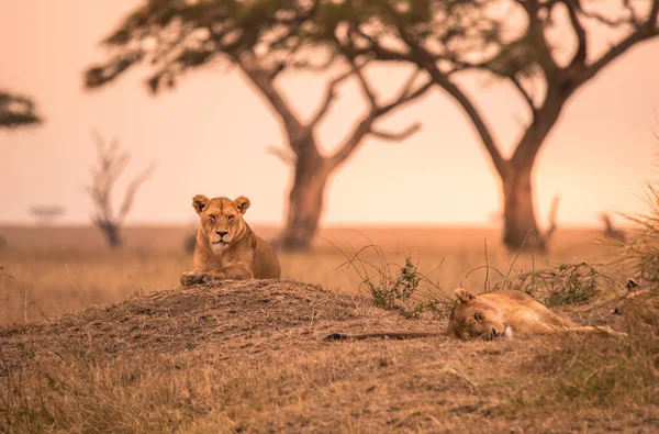 Kvinnliga Afrikanska Lejon Panthera Leo Toppen Kulle Tanzanias Savann Solnedgången — Stockfoto