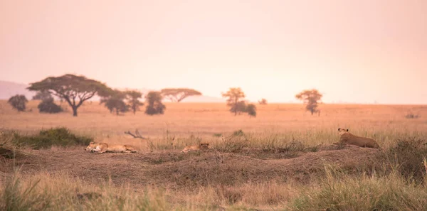 Gün Batımında Serengeti Milli Parkı Safari Tanzanya Tanzanya Nın Savannah — Stok fotoğraf