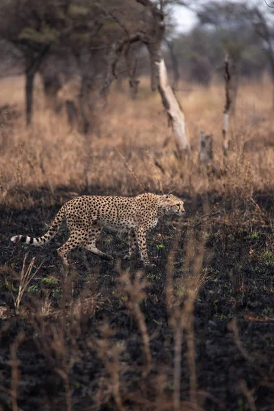 Cheetah Nella Savana Africana Safari Nella Savana Del Parco Nazionale — Foto Stock