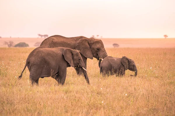 Rodzina Afrykańska Słoń Młode Baby Elephant Savannah Serengeti Zachodzie Słońca — Zdjęcie stockowe