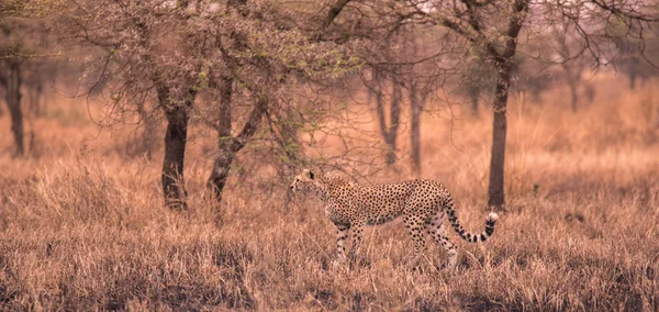 Afrikai Szavanna Gepárd Szafari Savannah Serengeti Nemzeti Park Tanzánia Közel — Stock Fotó