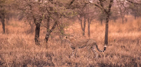 Cheetah African Savanna Safari Savannah Serengeti National Park Tanzania Close — Stock Photo, Image