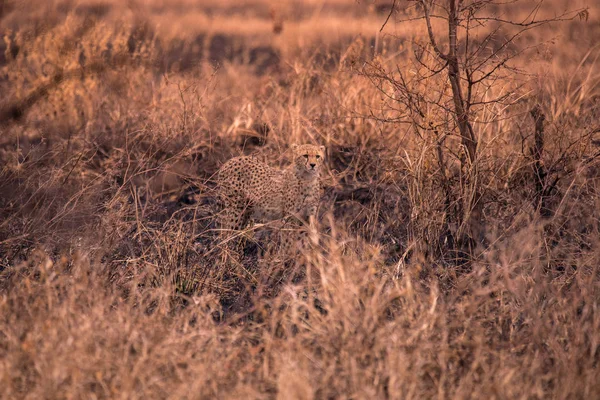 Cheetah Nella Savana Africana Safari Nella Savana Del Parco Nazionale — Foto Stock