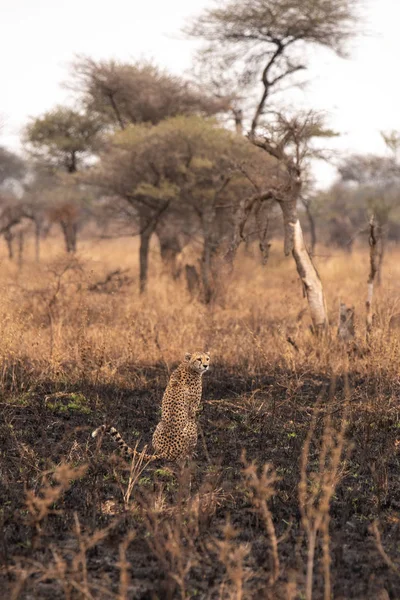 Çita Afrika Savana Içinde Safari Serengeti Milli Parkı Tanzanya Nın — Stok fotoğraf