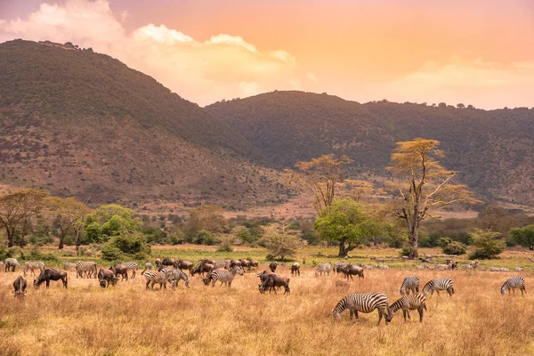 Ngorongoro의 Ngorongoro 탄자니아 아프리카에서 얼룩말과 Wildebeests 일컬어 Gnus 초원에 방목의 — 스톡 사진