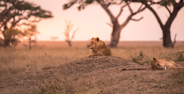 Kvinnliga Afrikanska Lejon Panthera Leo Toppen Kulle Tanzanias Savann Solnedgången — Stockfoto