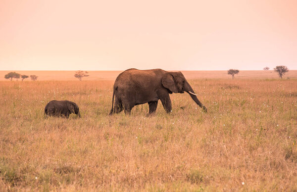 Parent African Elephant with his young baby Elephant in the savannah of Serengeti at sunset. Acacia trees on the plains in Serengeti National Park, Tanzania. Wildlife Safari trip in  Africa.