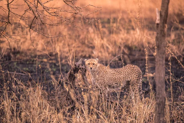 Afrikai Szavanna Gepárd Szafari Savannah Serengeti Nemzeti Park Tanzánia Közel — Stock Fotó