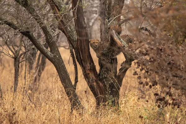 Afrikai Szavanna Gepárd Szafari Savannah Serengeti Nemzeti Park Tanzánia Közel — Stock Fotó