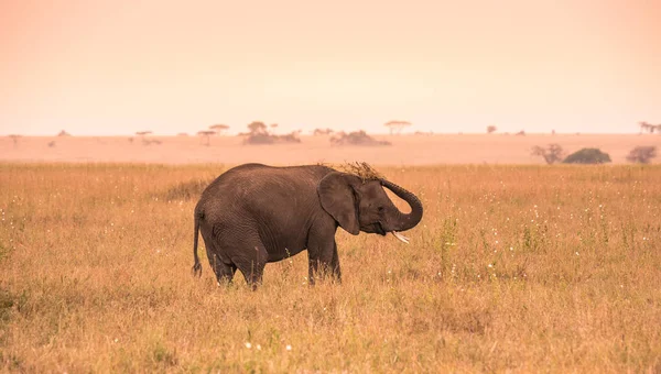 Jonge Afrikaanse Babyolifant Savanne Van Serengeti Bij Zonsondergang Acaciabomen Vlakten — Stockfoto