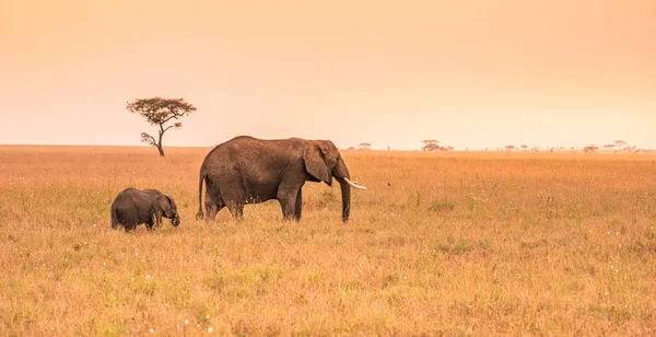 Serengeti Savannah Batımında Onun Genç Bebek Fil Ile Üst Afrika — Stok fotoğraf