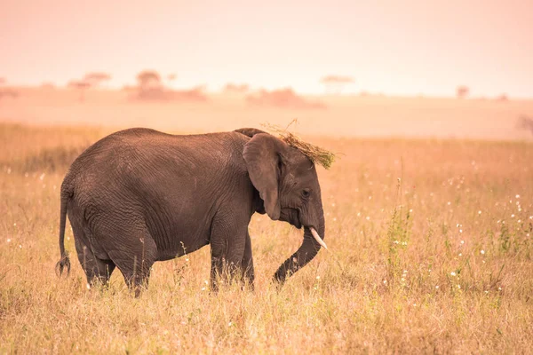 Young African Baby Elephant Savannah Serengeti Sunset Acacia Trees Plains — Stock Photo, Image