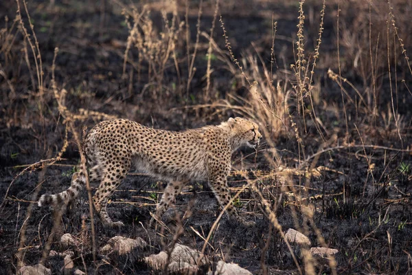 Gepárdok Afrikai Szavanna Szafari Savannah Serengeti Nemzeti Park Tanzánia Közel — Stock Fotó