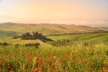 Toskana İtalya, Podere Belvedere Val d Orcia bölgesi - seyahat hedef Avrupa'nın güzel manzara sahne alanına haşhaş çiçek