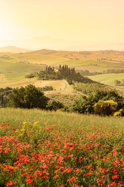 Toskana İtalya, Podere Belvedere Val d Orcia bölgesi - seyahat hedef Avrupa'nın güzel manzara sahne alanına haşhaş çiçek