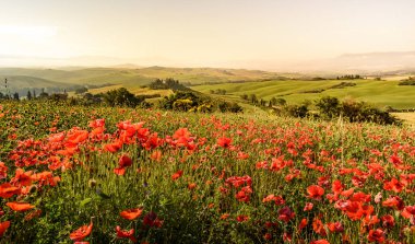 Toskana İtalya, Podere Belvedere Val d Orcia bölgesi - seyahat hedef Avrupa'nın güzel manzara sahne alanına haşhaş çiçek