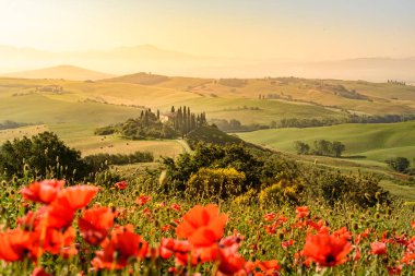 Toskana İtalya, Podere Belvedere Val d Orcia bölgesi - seyahat hedef Avrupa'nın güzel manzara sahne alanına haşhaş çiçek