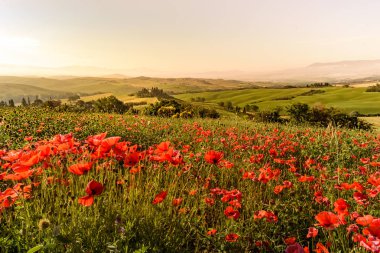 Toskana İtalya, Podere Belvedere Val d Orcia bölgesi - seyahat hedef Avrupa'nın güzel manzara sahne alanına haşhaş çiçek