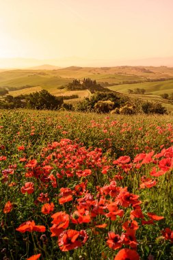 Toskana İtalya, Podere Belvedere Val d Orcia bölgesi - seyahat hedef Avrupa'nın güzel manzara sahne alanına haşhaş çiçek