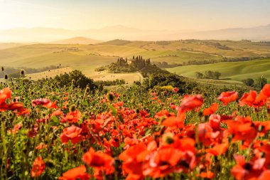 Toskana İtalya, Podere Belvedere Val d Orcia bölgesi - seyahat hedef Avrupa'nın güzel manzara sahne alanına haşhaş çiçek