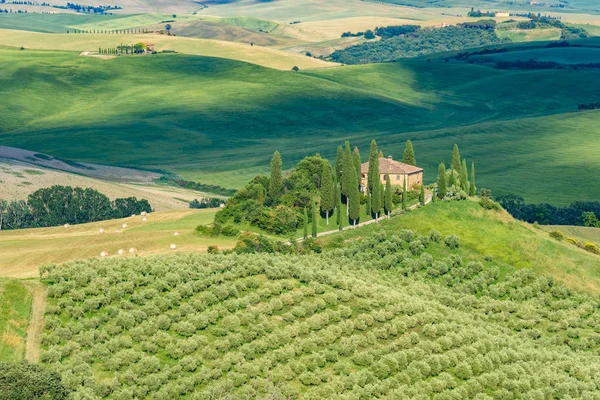 Paesaggio Paesaggio Della Toscana Italia Con Cipressi Campo Verde Con — Foto Stock