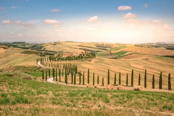 Pemandangan Tuscany Italia Dengan Pohon Sanobar Dan Lapangan Hijau Dengan — Stok Foto