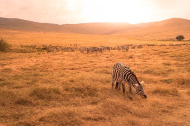 Zebralar Afrika Savannah sürüsü. Zebra desenli siyah ve beyaz çizgili. Doğa Afrika yaban hayatı sahne. Milli Parkı Ngorongoro krateri, Tanzanya Safari.