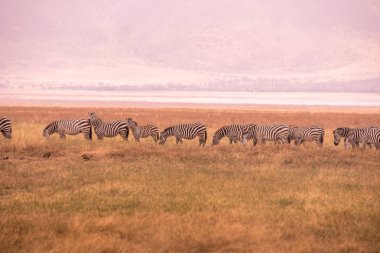 Herd of zebras in african savannah. Zebra with pattern of black and white stripes. Wildlife scene from nature in Africa. Safari in National Park Ngorongoro Crater, Tanzania. clipart