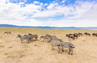 Zebralar Afrika Savannah sürüsü. Zebra desenli siyah ve beyaz çizgili. Doğa Afrika yaban hayatı sahne. Milli Parkı Ngorongoro krateri, Tanzanya Safari.