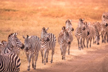 Zebralar Afrika Savannah sürüsü. Zebra desenli siyah ve beyaz çizgili. Doğa Afrika yaban hayatı sahne. Milli Parkı Ngorongoro krateri, Tanzanya Safari.