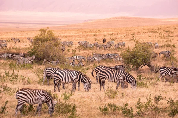 Rebanho Zebras Savana Africana Zebra Com Padrão Listras Pretas Brancas — Fotografia de Stock