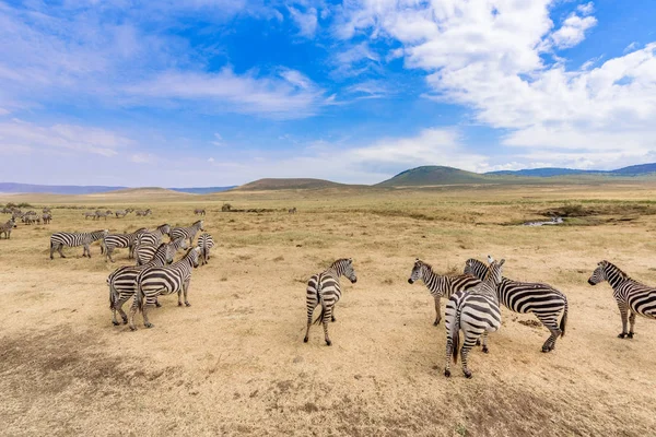 Stado Zebr Afrykańskiej Sawanny Zebra Wzorem Czarno Białe Paski Scena — Zdjęcie stockowe