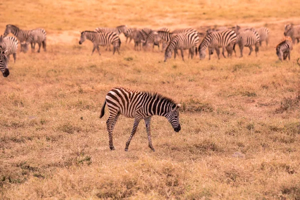 Genç zebra siyah ve beyaz çizgili desenli bebek. Doğadan Savannah, Afrika yaban hayatı sahne. Safari Tanzanya Milli Parkı.