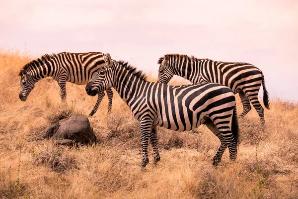 Stado Zebr Afrykańskiej Sawanny Zebra Wzorem Czarno Białe Paski Scena — Zdjęcie stockowe