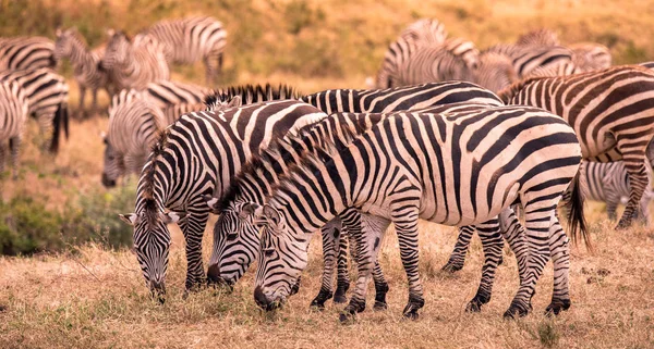 Stado Zebr Afrykańskiej Sawanny Zebra Wzorem Czarno Białe Paski Scena — Zdjęcie stockowe
