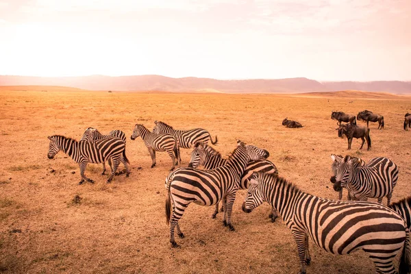 アフリカのサバンナのシマウマの群れ 黒と白のストライプのパターンとシマウマ アフリカの自然から野生動物のシーン 国立公園ンゴロンゴロ クレーター タンザニアのサファリ — ストック写真