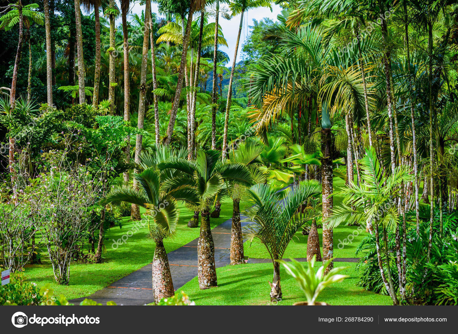 Balata Garden Martinique Paradise Botanic Garden Tropical Caribbean