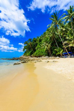 Surin plaj, altın kum, kristal su ve palmiye ağaçları ile Paradise plaj, Phuket Adası Patong alan, Tropikal seyahat hedef, Tayland