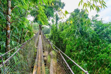 Balata Garden, Martinique - Paradise botanic garden on tropical caribbean island with suspension bridges - France clipart